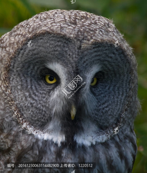 大灰貓頭鷹。（Strix,nebulosa）