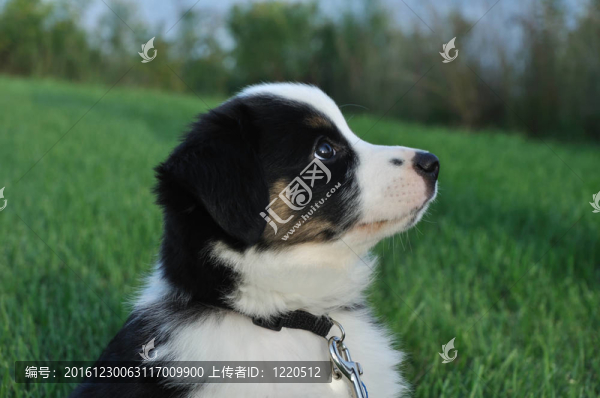 澳大利亞牧羊犬（澳洲）的小狗