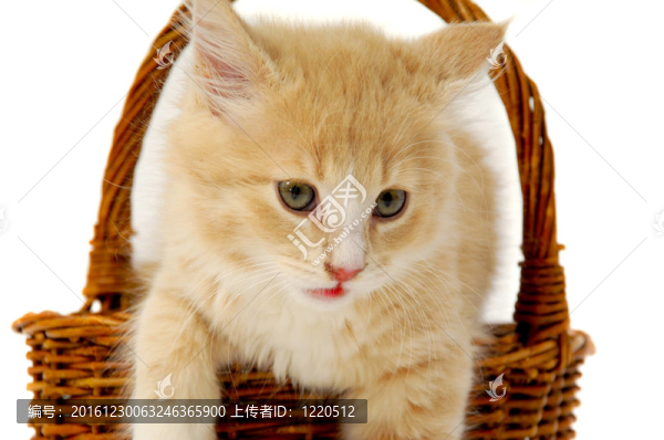 小貓在籃子里