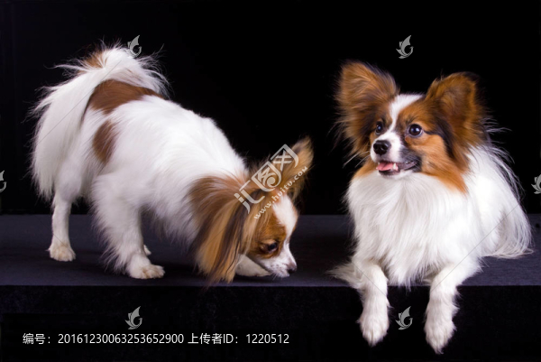 兩只蝴蝶