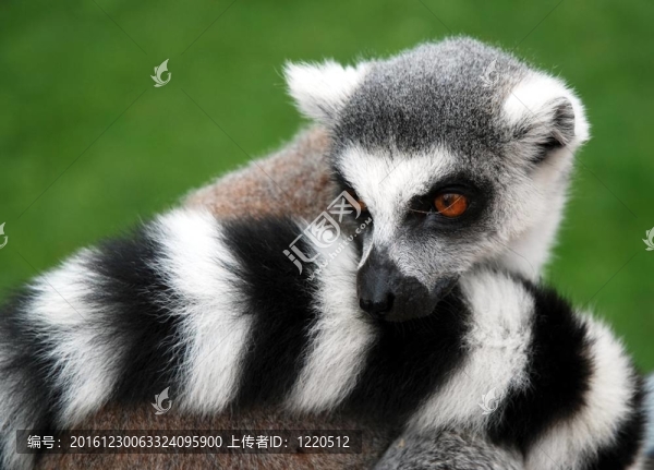狐猴的動物