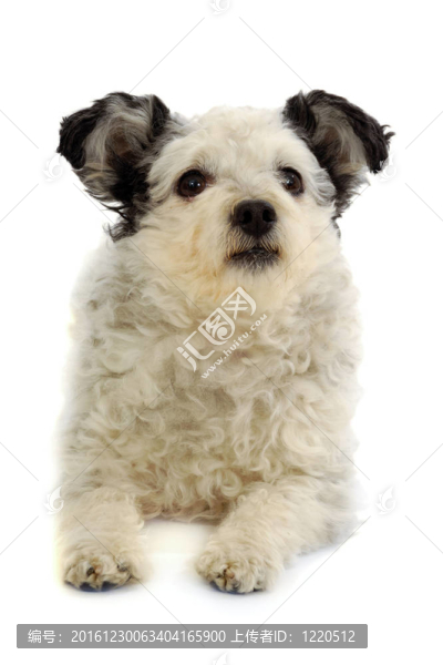 在白色背景下休息的小狗