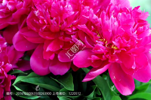 粉紅色的花（苦工）。淺景深。