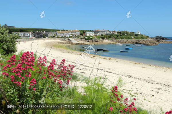 老鎮(zhèn)海灘紅纈草；圣瑪麗；英國(guó)康沃爾郡錫利群島。