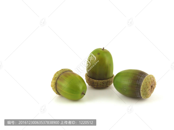 橡子橡樹