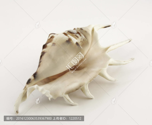 中性背景大殼。