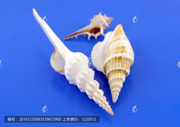 藍色背景上的貝殼。淺景深。