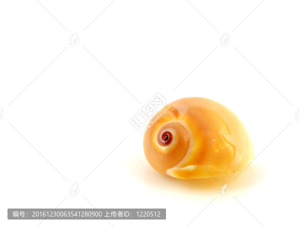 海貝殼