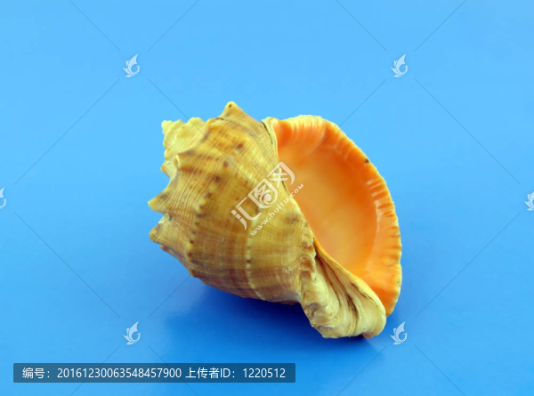 藍(lán)色背景上的大貝殼。