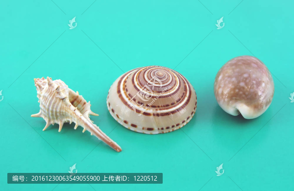 綠松石背景上的三個(gè)貝殼。