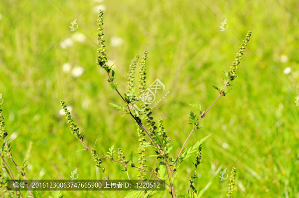 豚草08