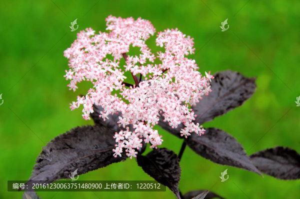 接骨木22