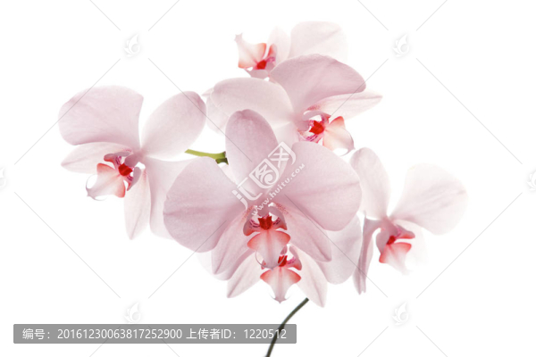 粉紅色的蘭花