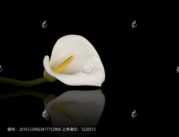 美麗的calla,lily