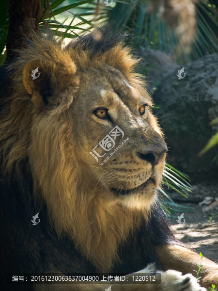 獅子