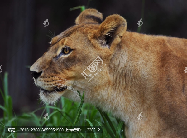 雌性非洲獅