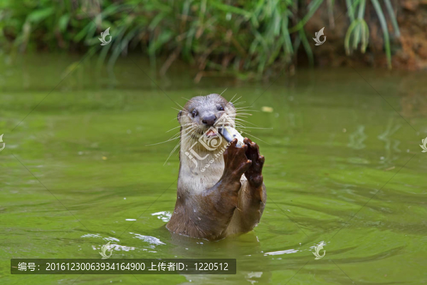 水獺