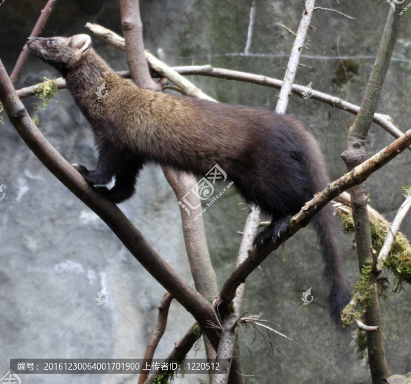 Fisher。瓦城西北野生動物園照片。