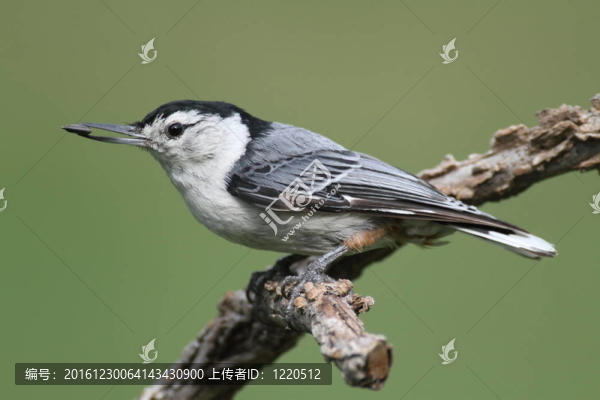 樹枝上的鳥