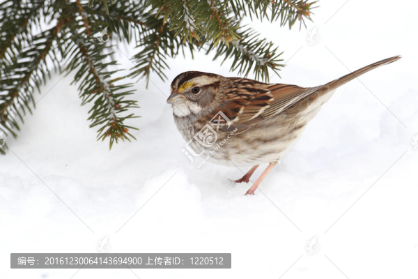 鳥在雪中
