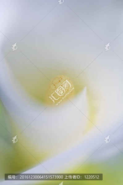 花的特寫