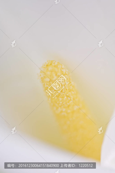 花的內(nèi)部