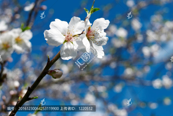 杏仁樹開花