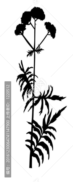 纈草在白色背景剪影