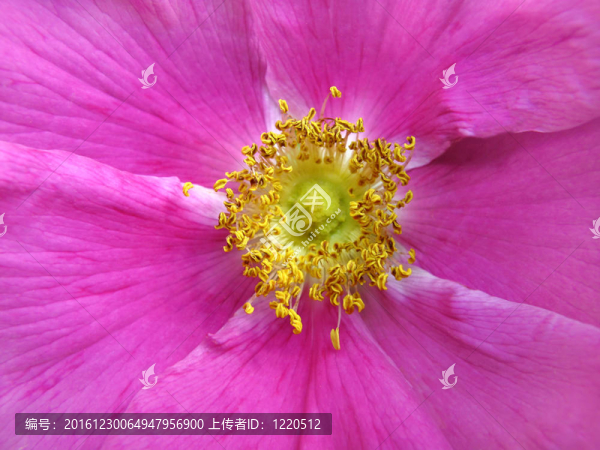 狗薔薇