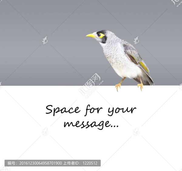 鳥(niǎo)悉尼