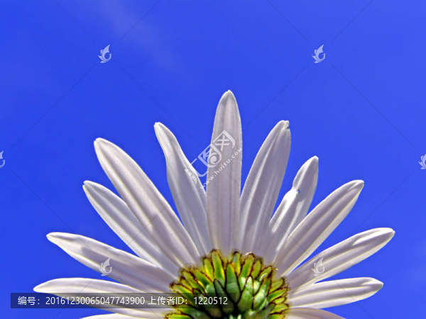 的轉(zhuǎn)輪式藍(lán)色背景上的flowerses