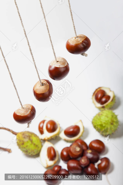 七葉樹(shù)的字符串