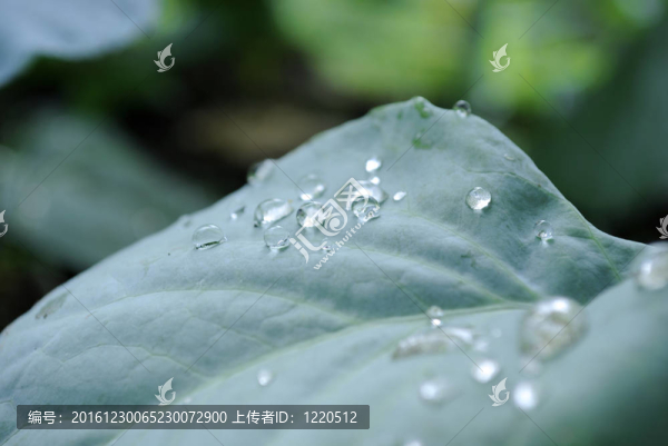 露水