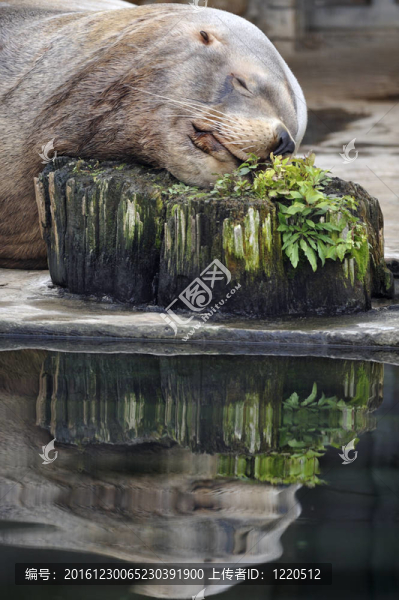 海獅在水邊睡覺；在短頭