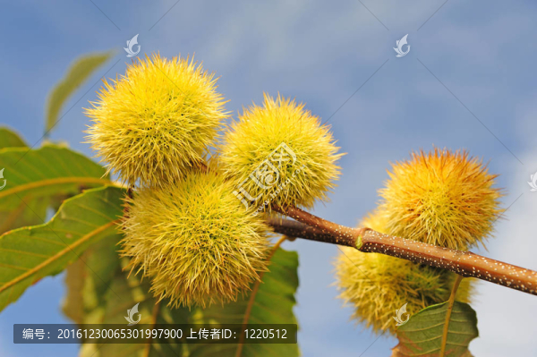 板栗