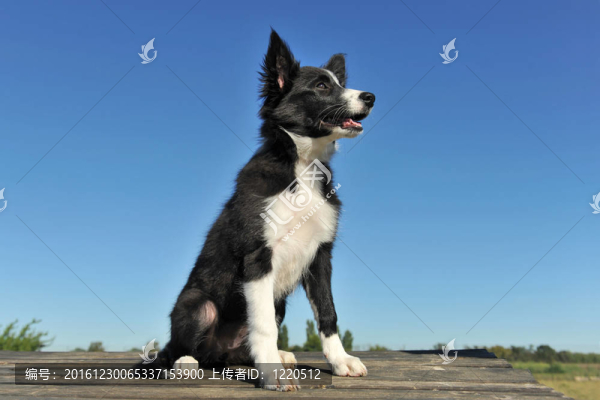 邊境牧羊犬幼犬