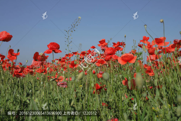 紅罌粟花田