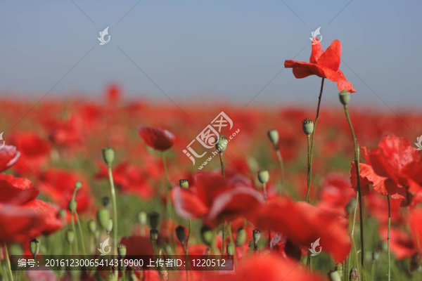 紅罌粟花田
