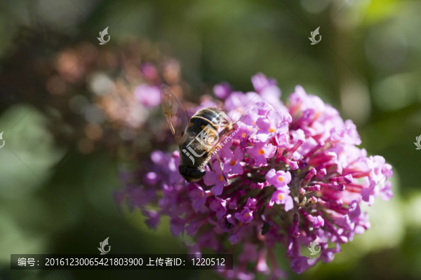 花與蜜蜂