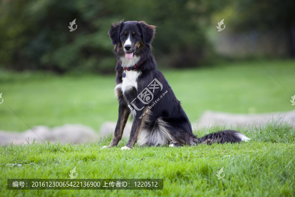狗-,Sitting,Happy