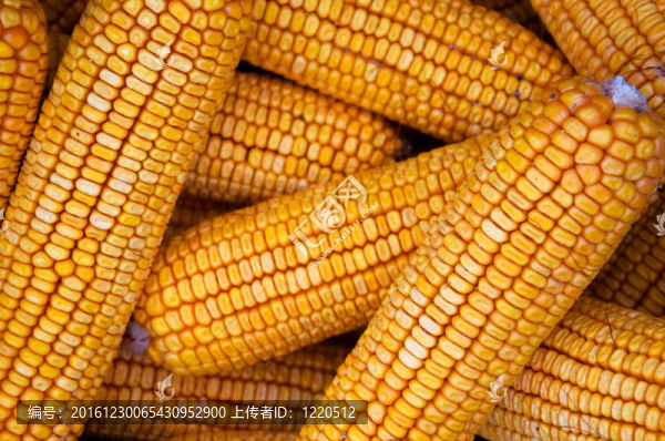 玉米棒