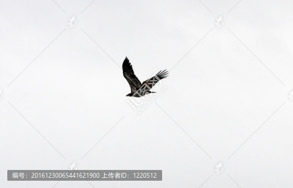 禿頭鷹。照片攝于下克拉馬斯國家野生動(dòng)物保護(hù)區(qū)；CA.