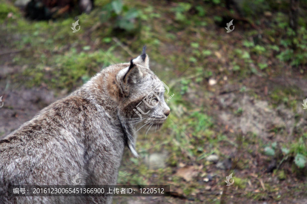天貓。瓦城西北野生動物園照片。