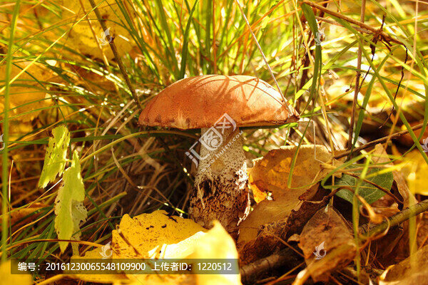 紅帽子蘑菇
