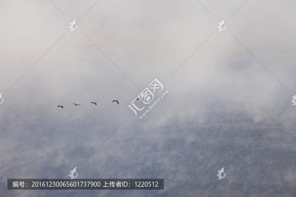 霧中飛翔的大雁