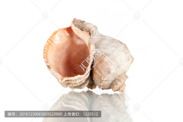 大貝殼；工作室拍攝