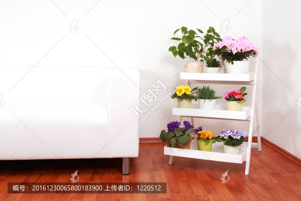 花卉在室內(nèi)