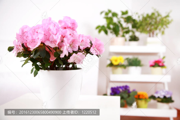 花卉在室內(nèi)