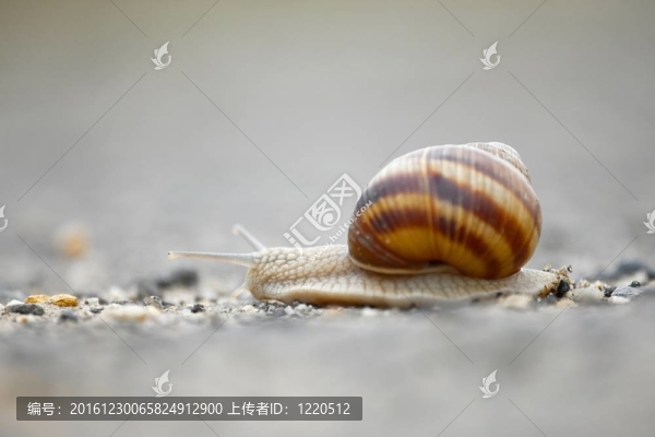 蝸牛