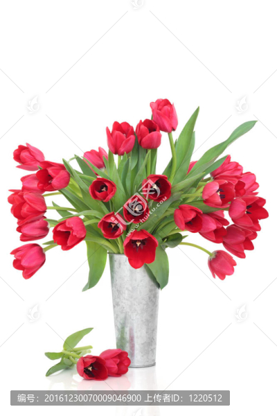 紅色郁金香的花朵
